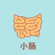 小肠  